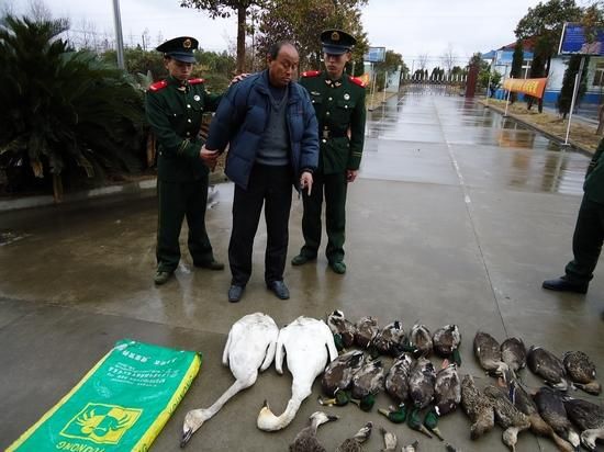 民警查获的被猎杀候鸟包括2只国家二级保护动物小天鹅和16只绿头鸭、26只斑嘴鸭。