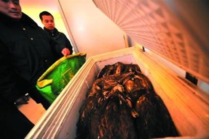 截获的2只小天鹅、16只绿头鸭和26只斑嘴鸭冰冻在保护区管理处的冰箱内。晨报记者 陈征