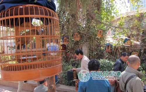 野生画眉鸟遭贩卖。