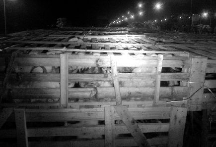 小猫们被关在沙丁鱼罐头般的箱子里。 陶晓兵 摄 小猫们被关在沙丁鱼罐头般的箱子里。 陶晓兵 摄