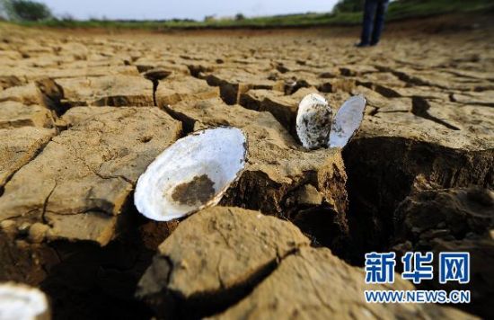 湖北省孝昌县一处干涸池塘底部的河蚌壳。