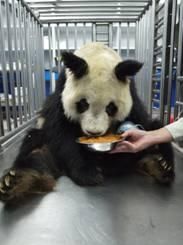 资料图：大熊猫明明