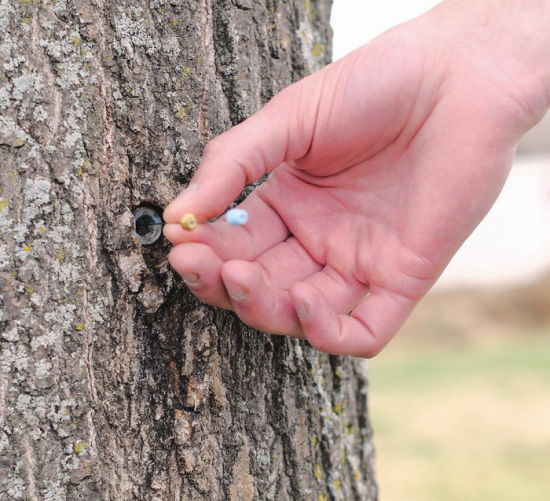 在舒曼公园，密苏里科技大学研究生麦特·利姆尔从树木中提取样品。[美] B·A·鲁伯特摄