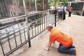 片山空向猞猁下跪 杨帆/摄
