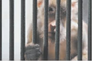 成都市野生动物救护中心救助的猴子