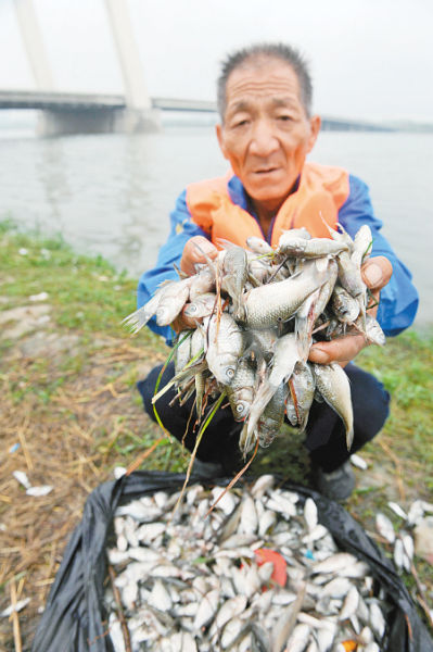 保洁人员从河面打捞上来大量死鱼。 记者张宇明 摄