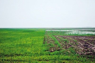 耕地紧邻湿地。