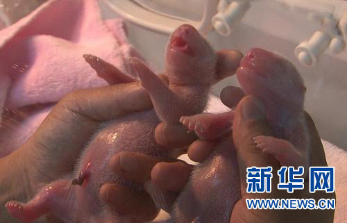 资料图片：2010年8月6日，成都大熊猫繁育研究基地名为“奇珍”的大熊猫也曾诞下一对龙凤胎。新华社发（张玉均 摄）
