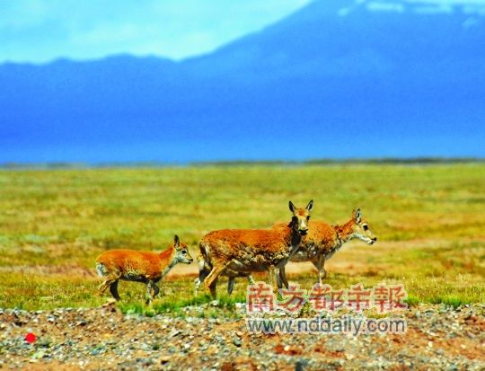 都兰猎场里的藏羚羊 绿野方舟供图
