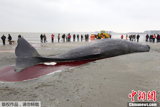 13米长抹香鲸在比利时海滩搁浅死亡(组图)