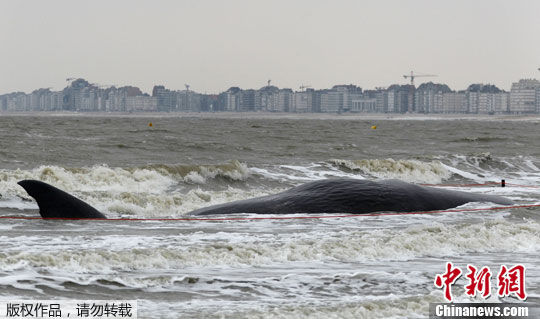 13米长抹香鲸在比利时海滩搁浅死亡(组图)