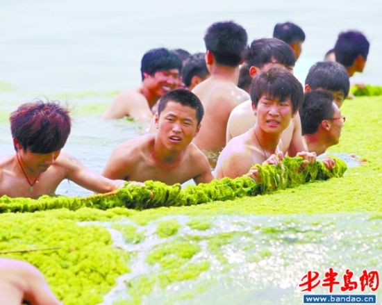 青岛海边再现成片浒苔远观似草原(组图)
