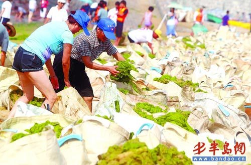 青岛海域再遭浒苔侵袭一天清理出350吨(图)