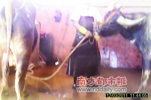 记者曝光佛山肉联厂5档肉4档注过水