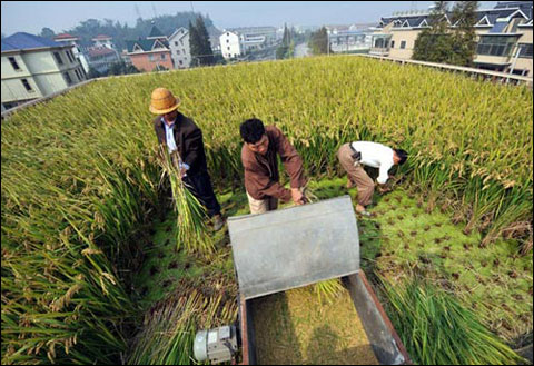 绍兴农民屋顶种水稻 冬暖夏凉