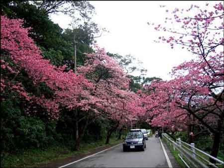 日本冲绳八成樱花已盛开_天气预报