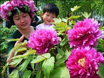 山东菏泽及时雨延长牡丹花期