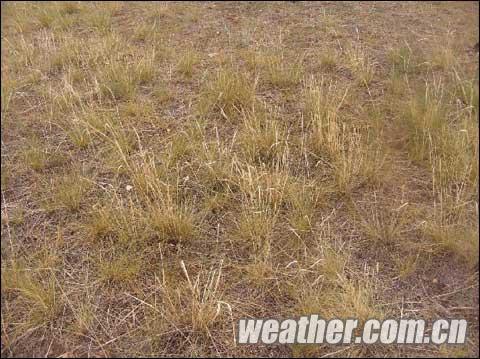 内蒙古高温少雨旱情发展 今年首个干旱黄色预