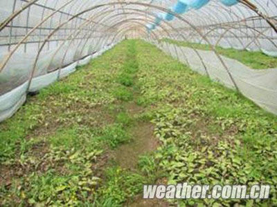 湖南持续低温阴雨超60天 大棚蔬菜受重创_天气预报