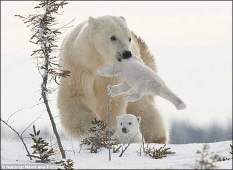 北极熊妈妈带幼崽挑战风雪_天气预报