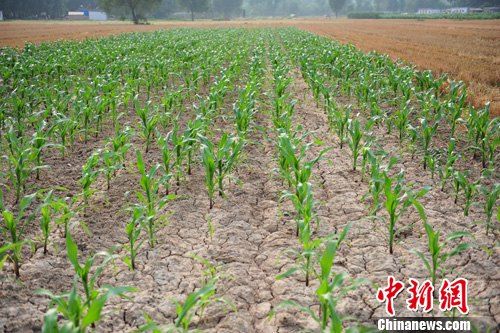 河南持续高温少雨 部分耕地无法播种|天气|天气