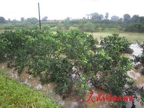 湖北宜昌夷陵遭特大暴雨袭击 损失1500万元|暴