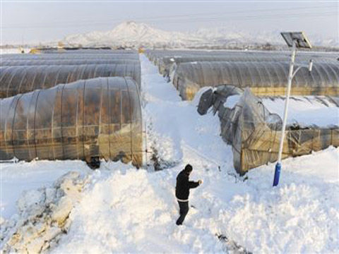 北京雪灾致延庆树木受损80万株|北京|暴雪_新