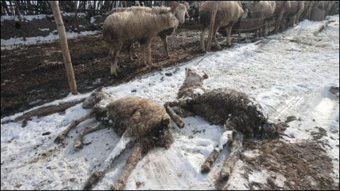 内蒙古逾三成面积遭受雪灾 未来三天仍有大风