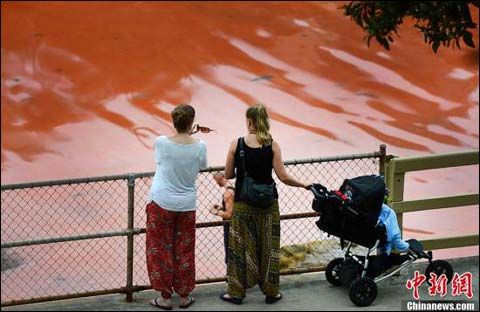 澳大利亚悉尼海滩红藻泛滥 海水呈红色吓坏游