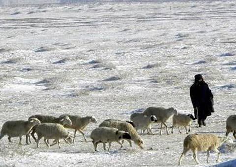 内蒙古遭雪灾畜牧业受影响 今起再迎降雪降温