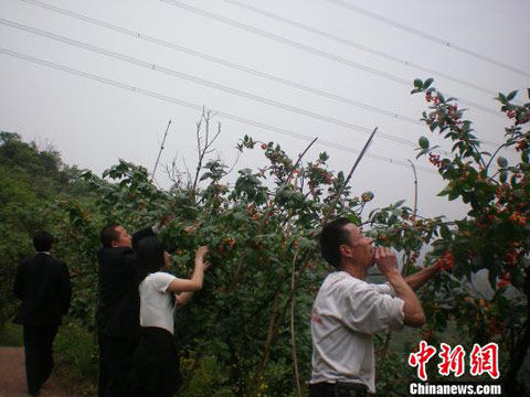 图为重庆玉峰山樱桃基地樱桃成熟引客摘.