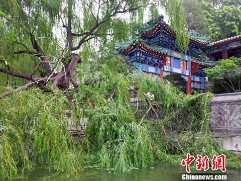 盛夏夜雨放倒北京北海公园古树_新浪天气预报