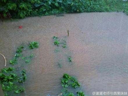 广东湛江遇短时强降雨 菜地水深可养鱼|湛江|广