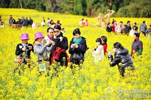 河南驻马店万亩油菜花提前入花季|油菜花|驻