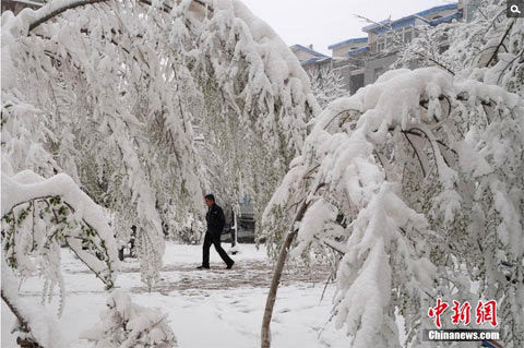 乌鲁木齐23日出现暴雪,雪压枝低,犹如隆冬景象.图片来源:中新网