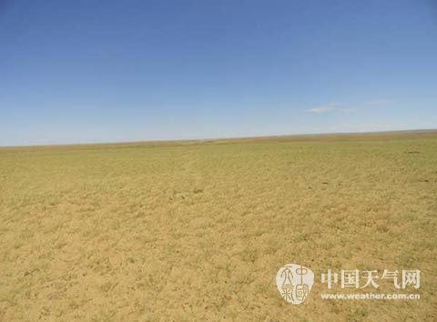 内蒙古近40%面积受旱 部分农作物干枯死亡|内