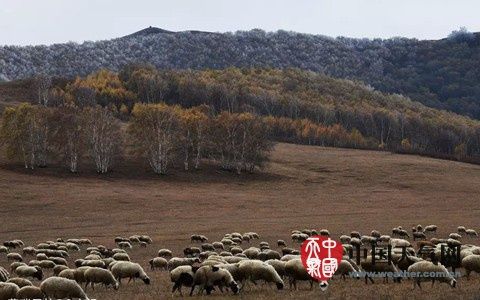 内蒙古旱情影响膘情 羊肉降价幅度最高达30%