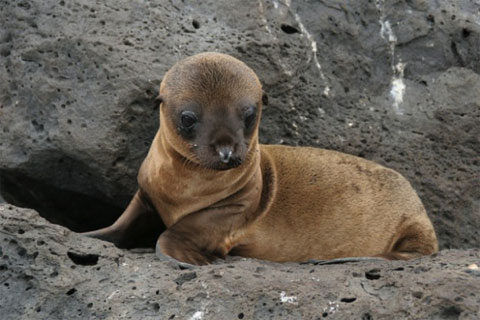 气候异常 美国加州南岸小海狮搁浅数量破记录