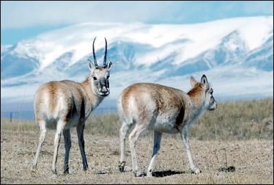 十年巡护:藏羚羊重回天堂