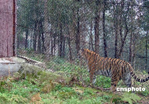 图:宜昌三峡野生动物园一只东北虎遭杀虎皮被