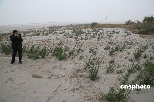 图文:千万株疏花水柏枝惊现枝江沙滩_新闻中心_新浪网