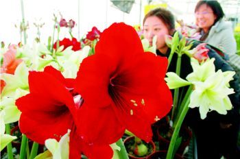 北京生长荷兰朱顶红节日将面市