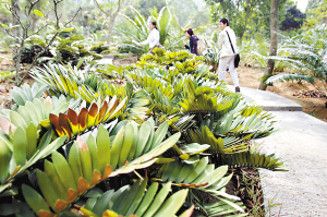 "植物恐龙"苏铁放归山林