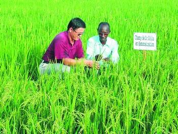 杂交水稻丰产硕果的非洲