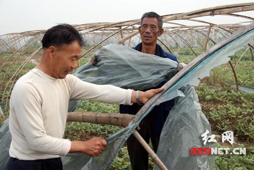 李爱民)10月23日,湖南省邵阳县谷洲镇中庙村几位农民倒在自家田里为