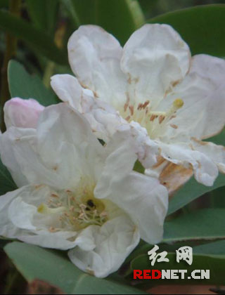 湖南省植物园的杜鹃秋季开花了(组图)