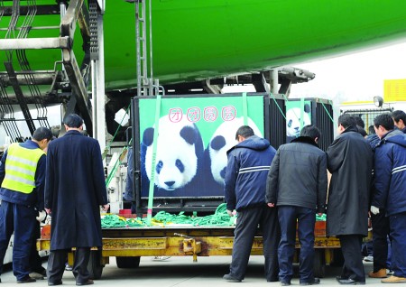 赠台大熊猫"团团""圆圆"和赠台17株珙桐树搭乘长荣航空专机抵达台湾