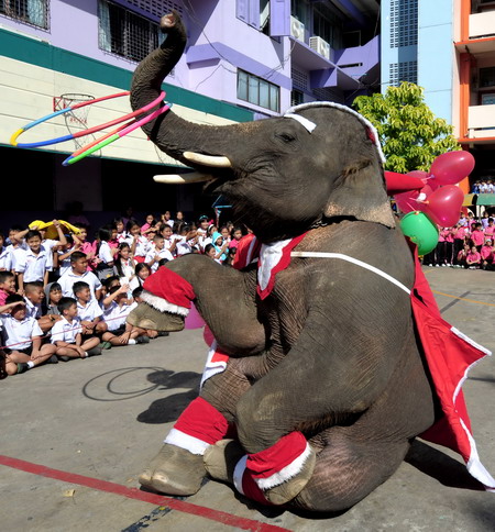 泰国 圣诞大象 表演节目 迎接圣诞节(组图)