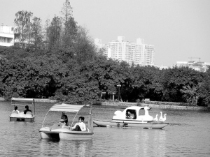 湖中游来鸭和鹅 夜晚高歌惹人烦