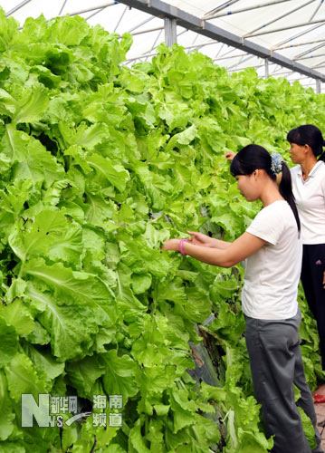 三亚:蔬菜瓜果无土栽培 生机盎然长势喜人